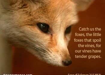 TAKE OUT THE LITTLE FOXES