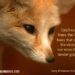 TAKE OUT THE LITTLE FOXES